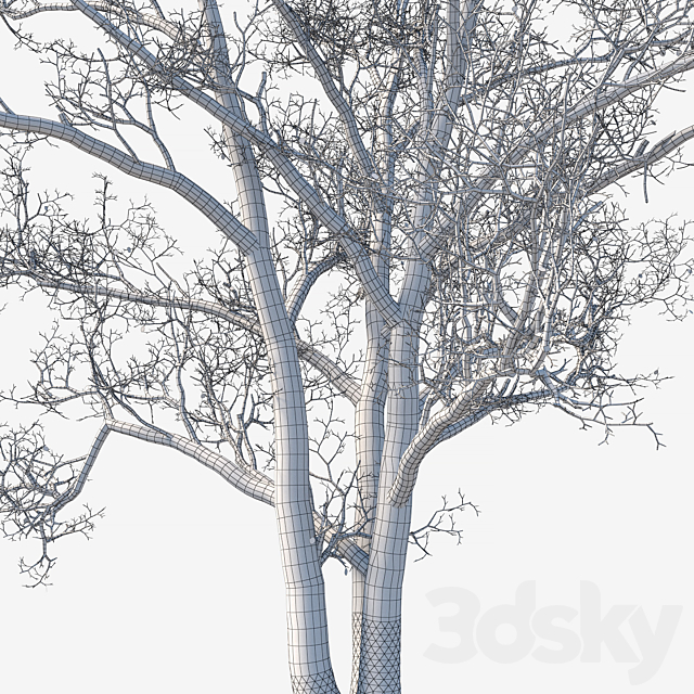 Old poplars 3DS Max Model - thumbnail 5