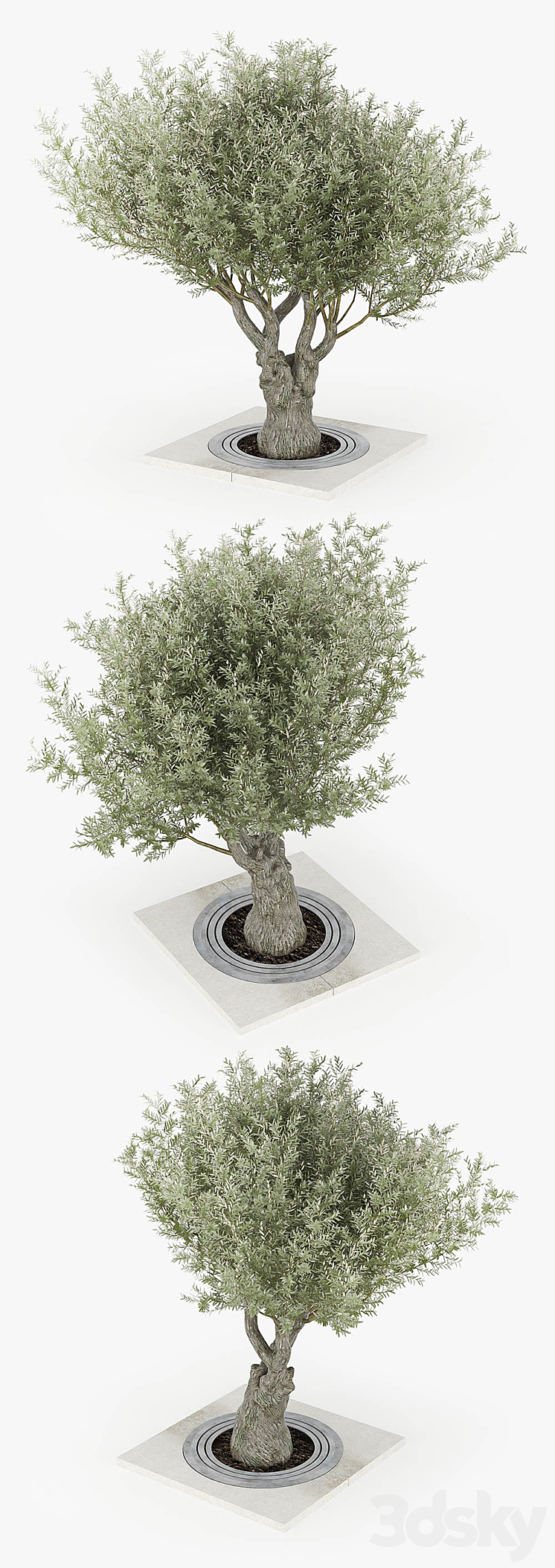 Olea europaea 02 3DS Max - thumbnail 2