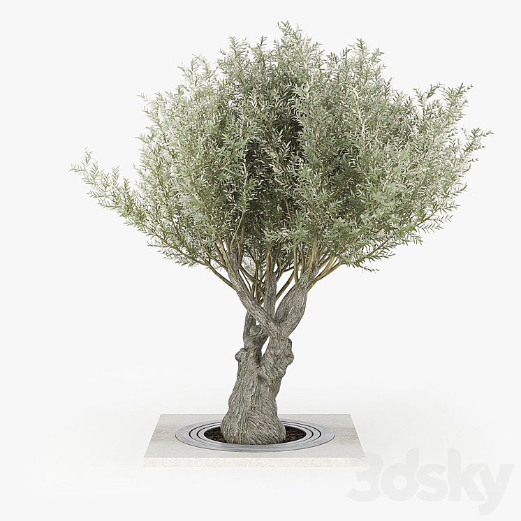 Olea europaea 02 3DS Max - thumbnail 1