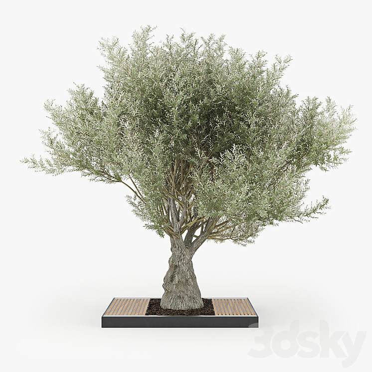 Olea europaea 03 3DS Max - thumbnail 1