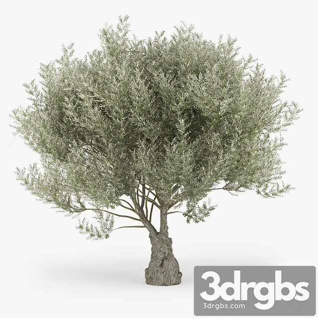 Olea europaea - thumbnail 1