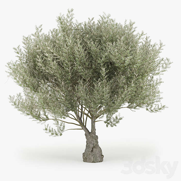 Olea europaea 3DS Max - thumbnail 1