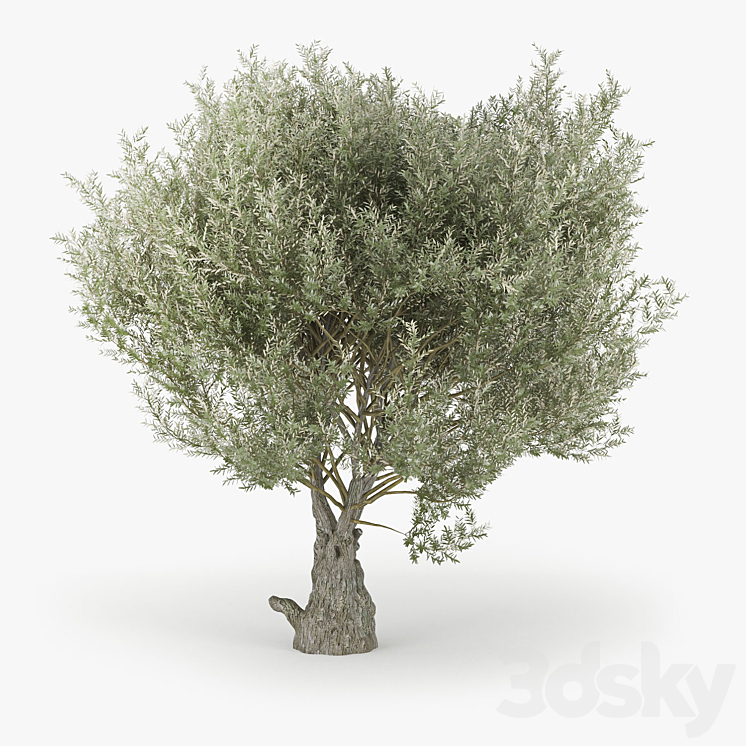 Olea europaea 3DS Max - thumbnail 2