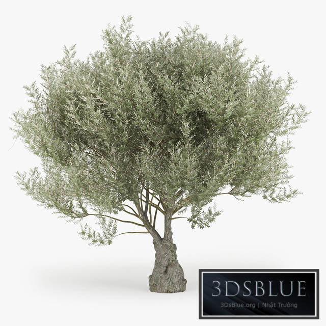 Olea europaea 3DS Max - thumbnail 3