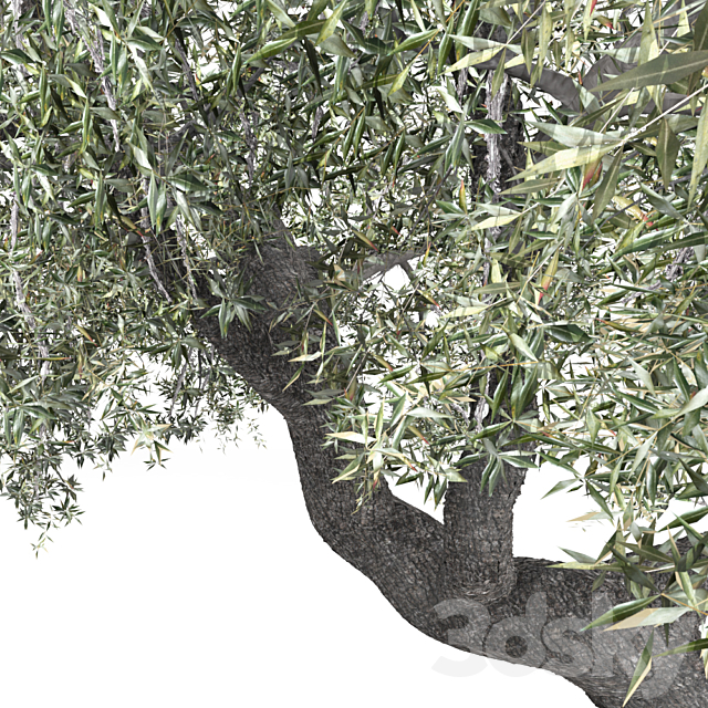 Olea Europaea 3DS Max Model - thumbnail 2