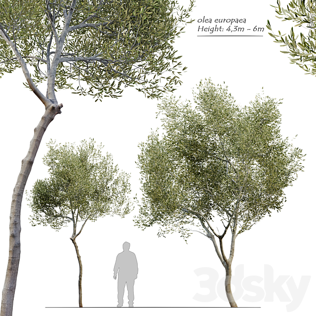 Olea europaea (Olive tree) 3DSMax File - thumbnail 1