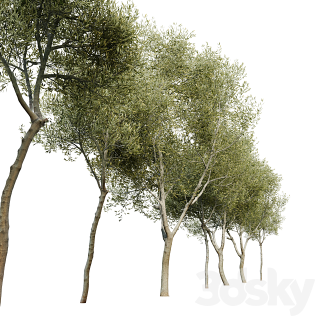 Olea europaea (Olive tree) 3DSMax File - thumbnail 2