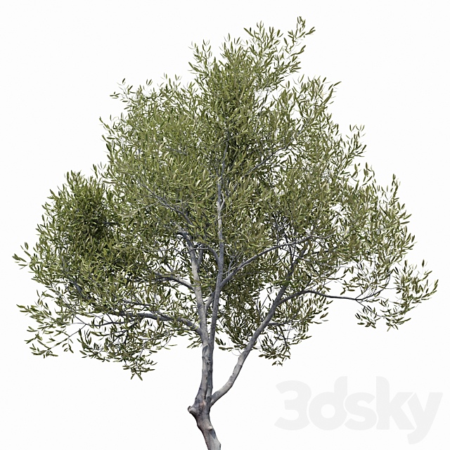 Olea europaea (Olive tree) 3DSMax File - thumbnail 3