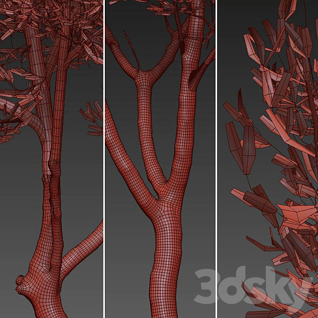 Olea europaea (Olive tree) 3DSMax File - thumbnail 4