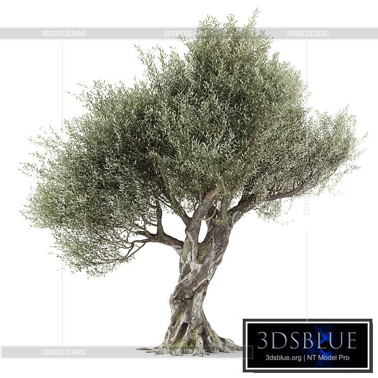 Olive tree 1 3DS Max - thumbnail 3