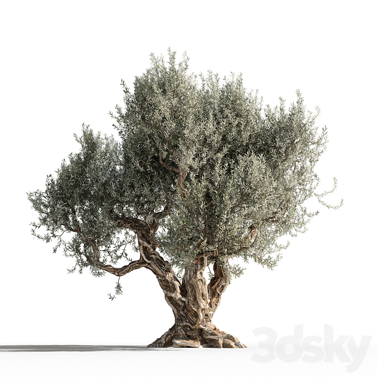 Olive tree 1 3DS Max - thumbnail 1