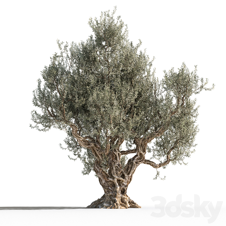 Olive tree 1 3DS Max - thumbnail 2