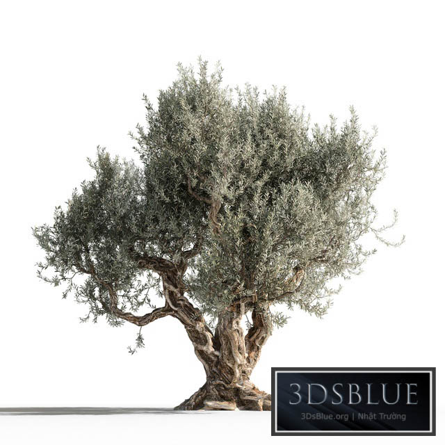 Olive tree 1 3DS Max - thumbnail 3