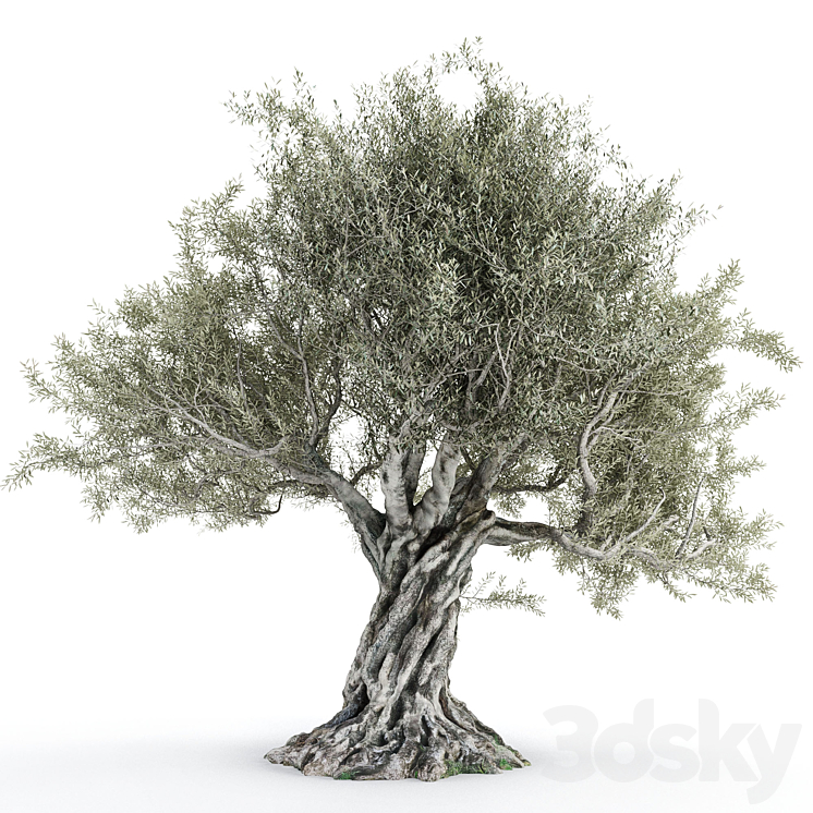 Olive tree 2 3DS Max - thumbnail 1