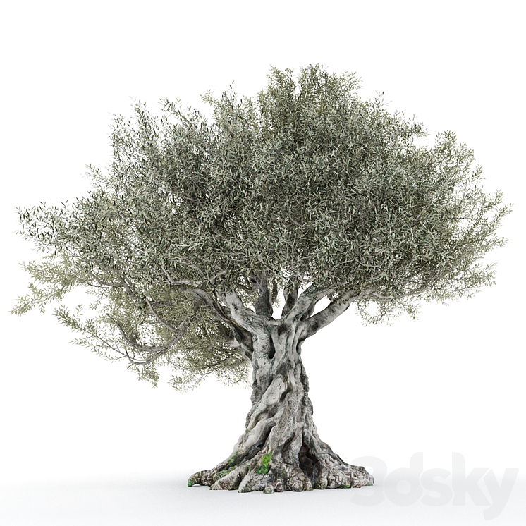 Olive tree 2 3DS Max - thumbnail 2