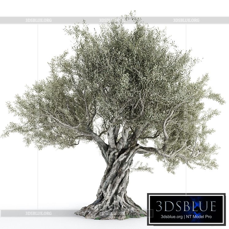 Olive tree 2 3DS Max - thumbnail 3