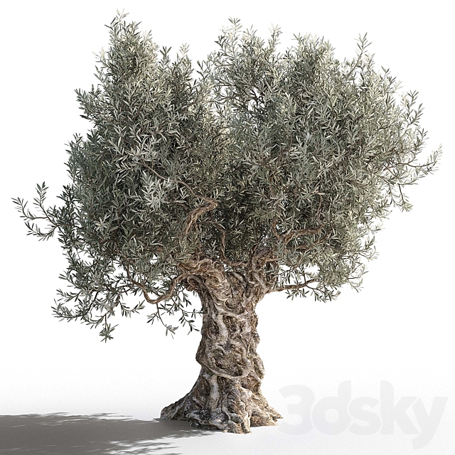 Olive tree 2 3DS Max Model - thumbnail 2