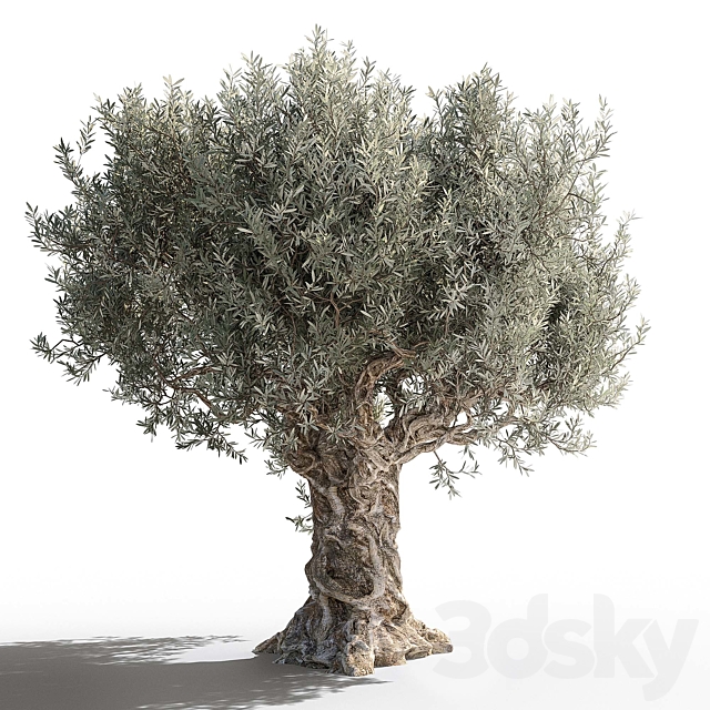 Olive tree 2 3DS Max Model - thumbnail 3