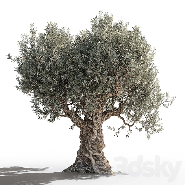 Olive tree 2 3DS Max Model - thumbnail 4