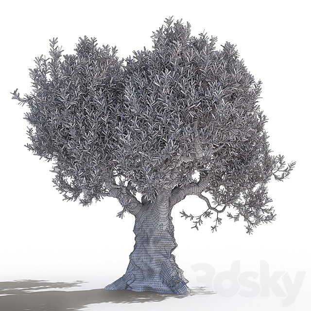 Olive tree 2 3DS Max Model - thumbnail 5