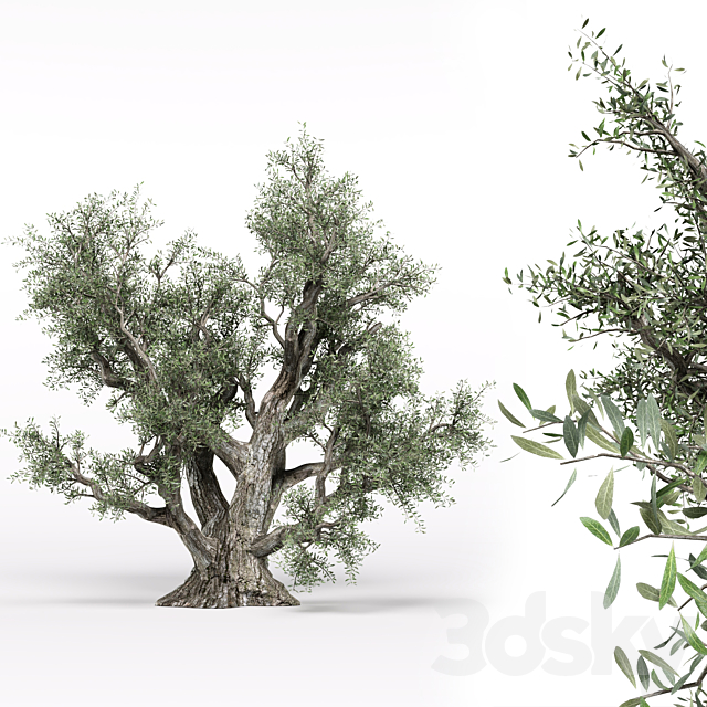 Olive tree 3ds Max - thumbnail 1