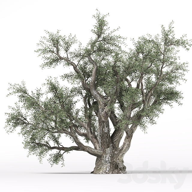 Olive tree 3ds Max - thumbnail 2