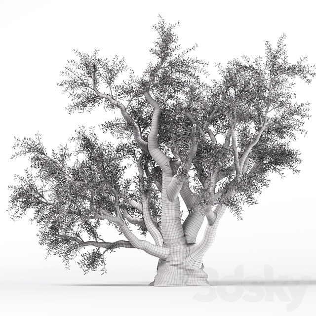 Olive tree 3ds Max - thumbnail 3