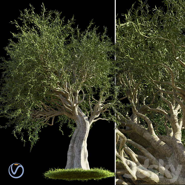 Olive Tree 3DS Max - thumbnail 1