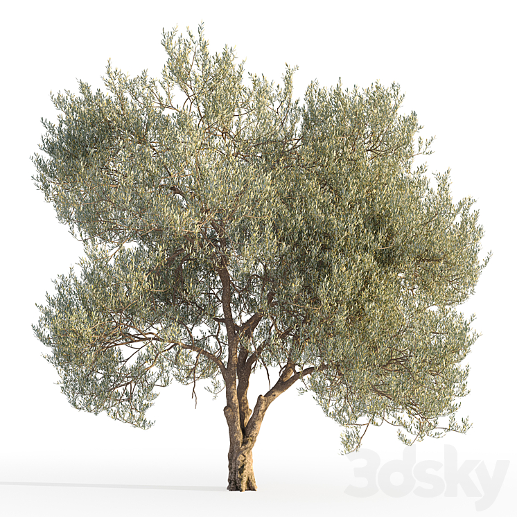 Olive tree 5 3DS Max Model - thumbnail 1