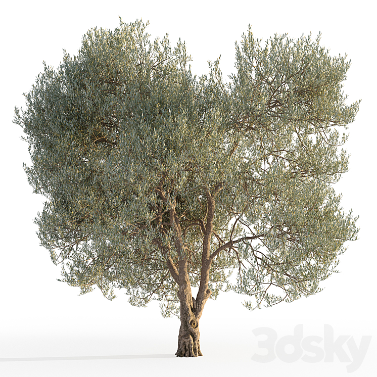 Olive tree 5 3DS Max Model - thumbnail 2