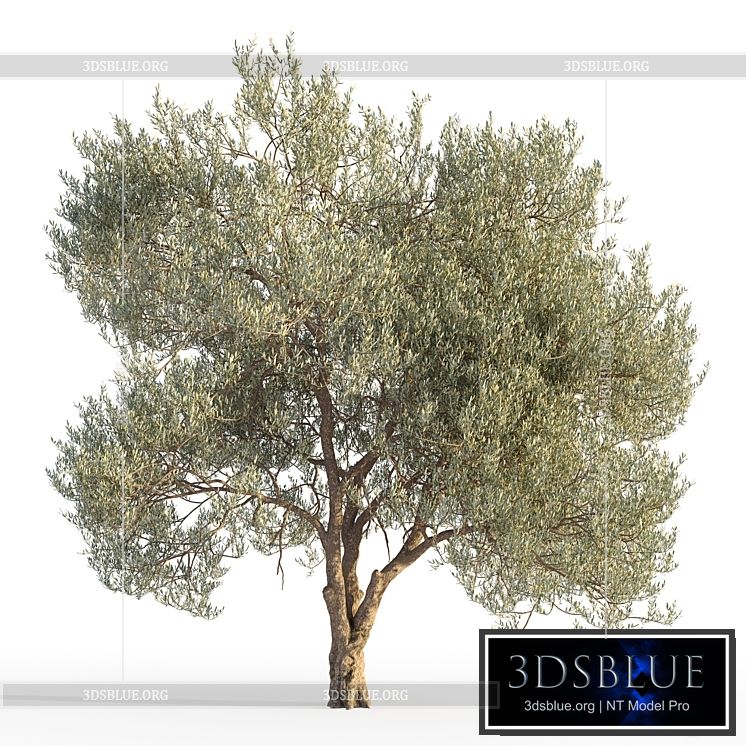 Olive tree 5 3DS Max - thumbnail 3