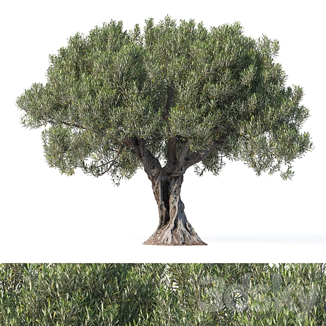 Olive tree 8 3ds Max - thumbnail 1