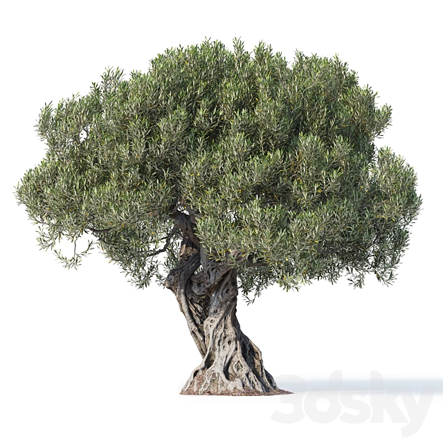 Olive tree 8 3ds Max - thumbnail 2