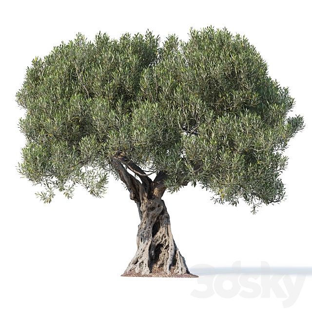 Olive tree 8 3ds Max - thumbnail 3