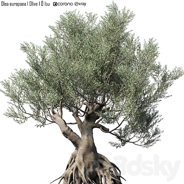 Olive Tree (Europa Olea) # 1 3ds Max - thumbnail 1