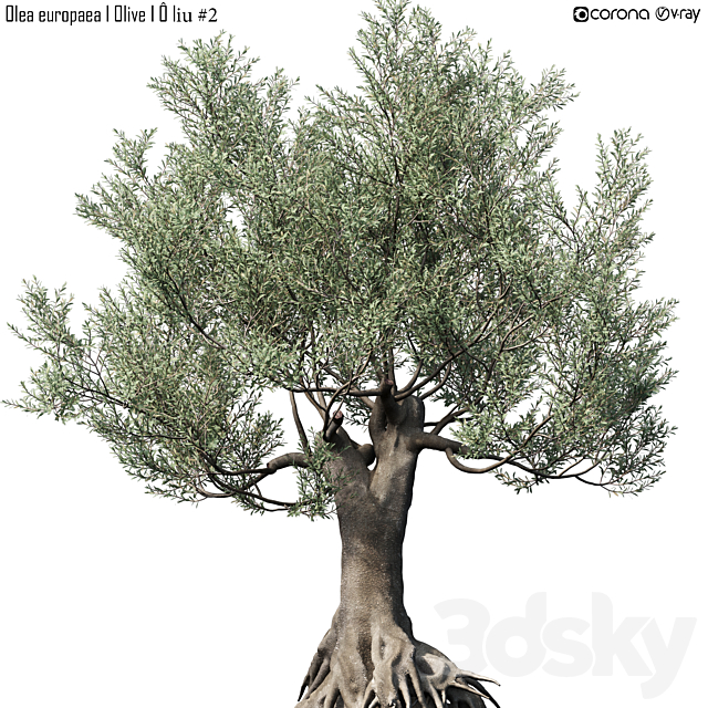 Olive Tree (Europa Olea) # 2 3ds Max - thumbnail 1