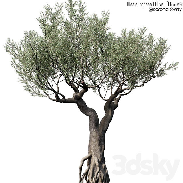 Olive Tree (Europa Olea) # 3 3ds Max - thumbnail 1