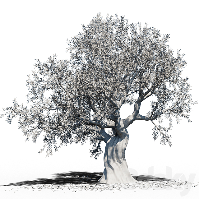 Olive Tree (Europa Olea) # 3 3DS Max Model - thumbnail 2