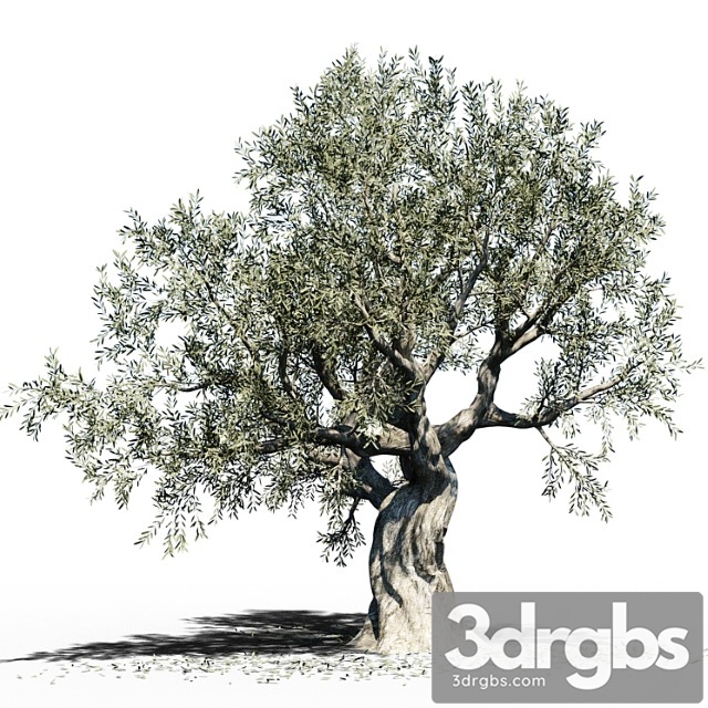 Olive Tree Europa Olea 3 3dsmax Download - thumbnail 1