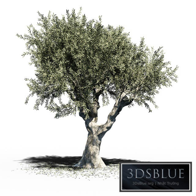 Olive Tree (Europa Olea) v2 3DS Max - thumbnail 3