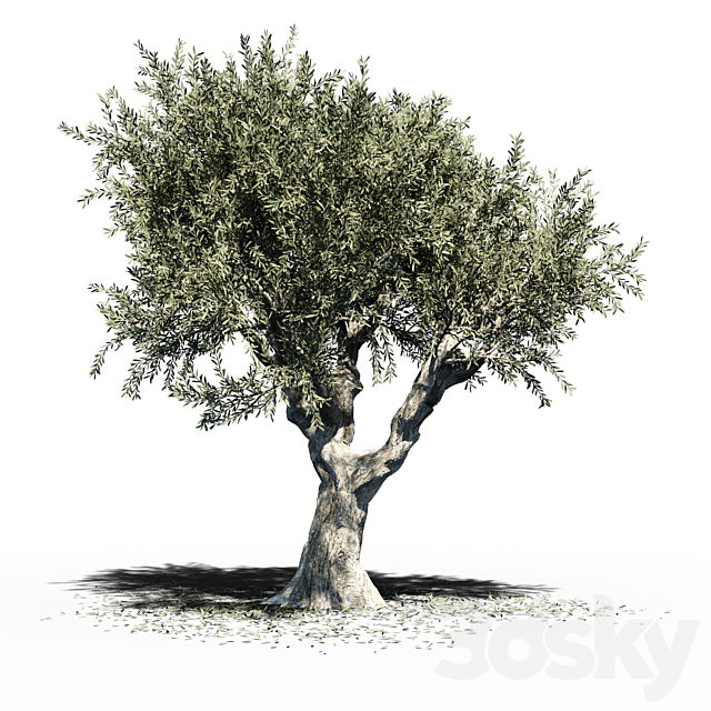 Olive Tree (Europa Olea) v2 3DSMax File - thumbnail 1