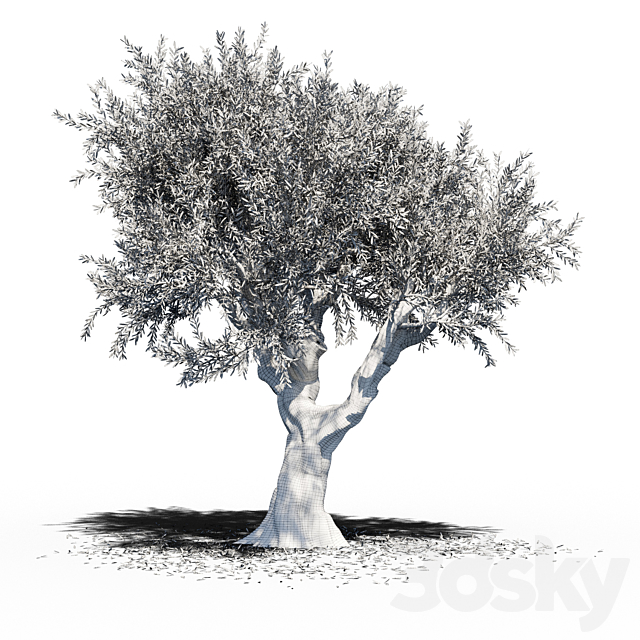 Olive Tree (Europa Olea) v2 3DSMax File - thumbnail 2