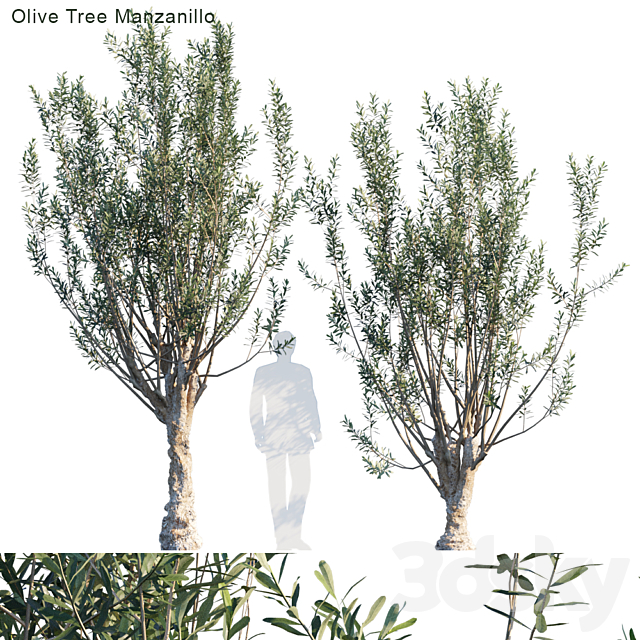 Olive tree manzanillo 3ds Max - thumbnail 1