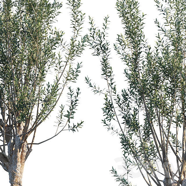 Olive tree manzanillo 3ds Max - thumbnail 2