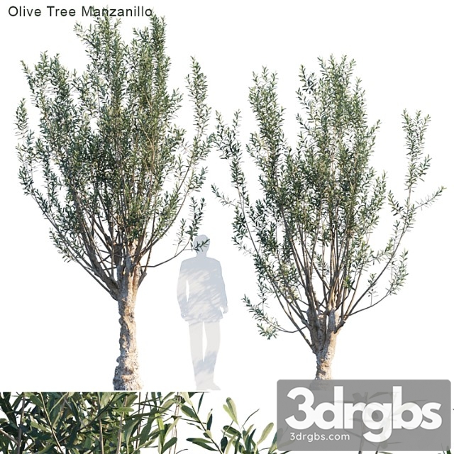 Olive tree manzanillo - thumbnail 1