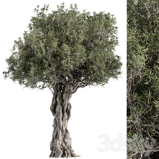 Olive Tree Set 194 3ds Max - thumbnail 1