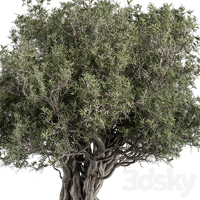 Olive Tree Set 194 3ds Max - thumbnail 2