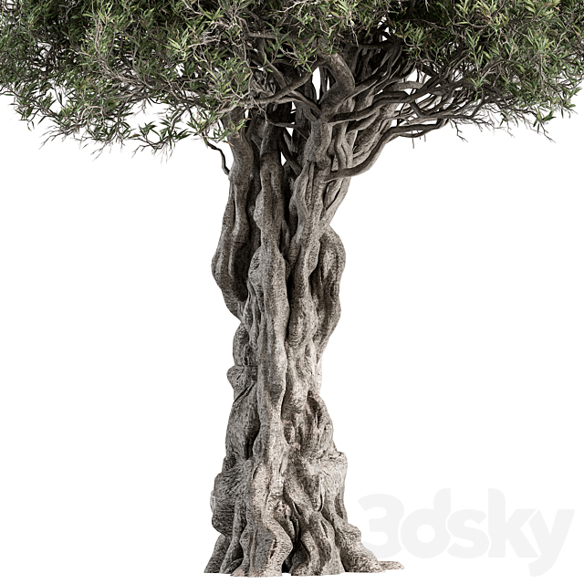 Olive Tree Set 194 3ds Max - thumbnail 3