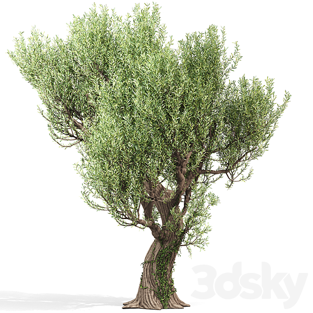 Olive Tree With Vines 3ds Max - thumbnail 1