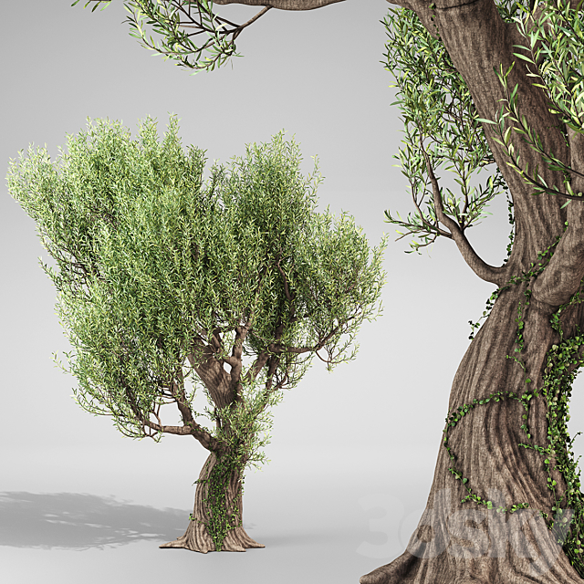 Olive Tree With Vines 3ds Max - thumbnail 2